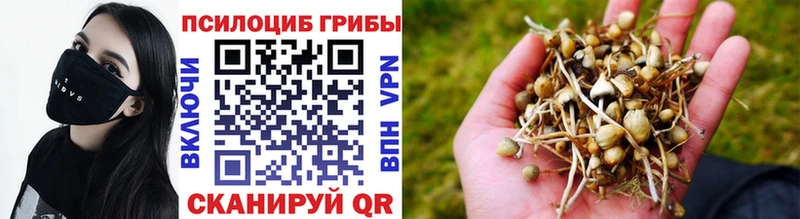 как найти   Заволжск  Галлюциногенные грибы Magic Shrooms 