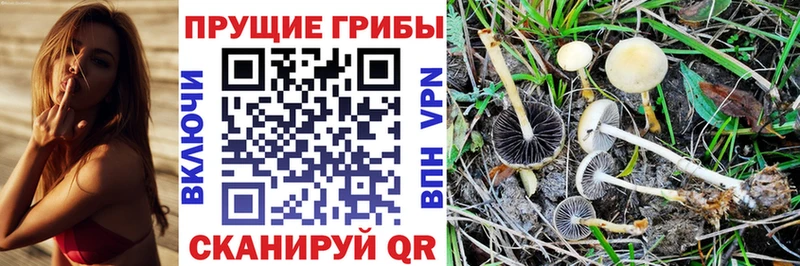 Псилоцибиновые грибы Psilocybe Заволжск